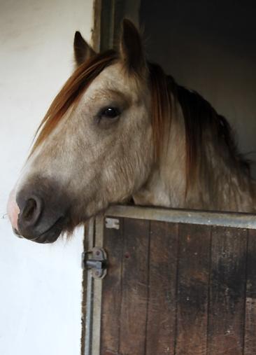 Irish Cob Nydals Sir Winston billede 4