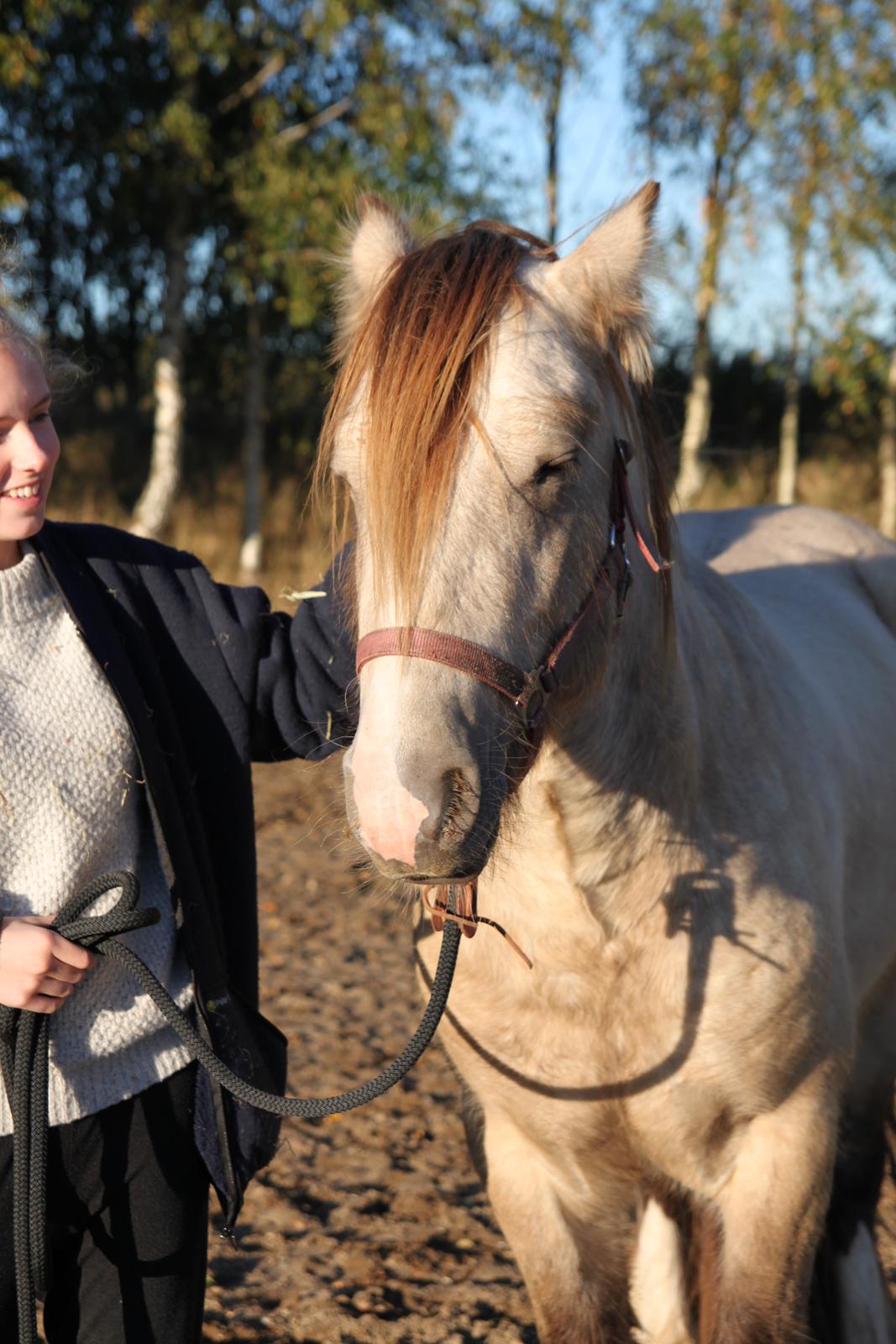 Irish Cob Nydals Sir Winston billede 5