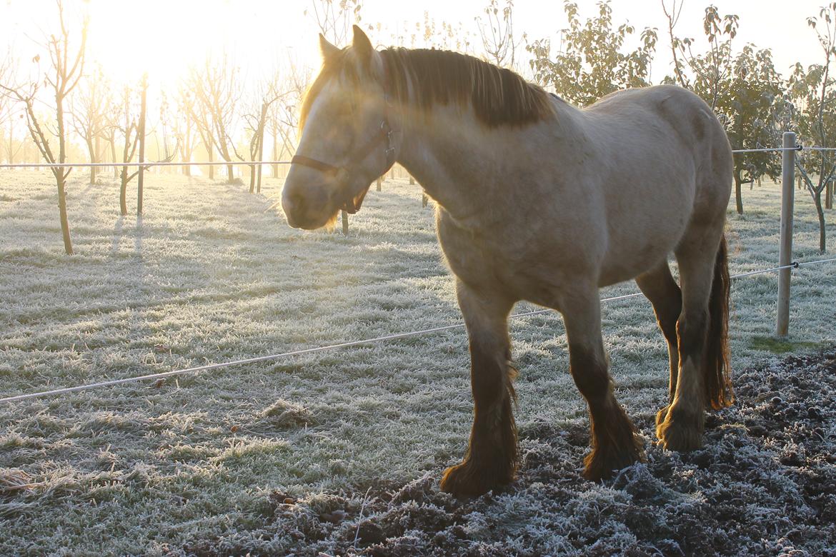 Irish Cob Nydals Sir Winston billede 6