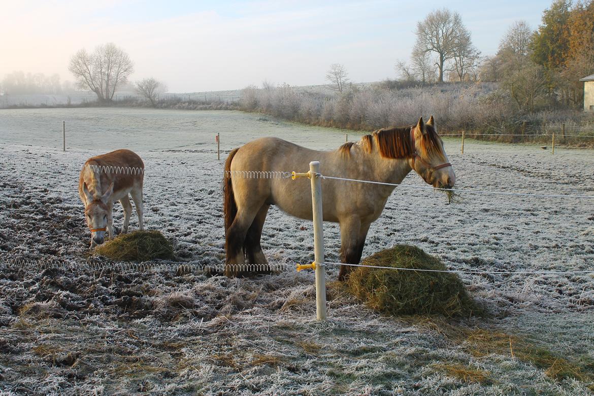 Irish Cob Nydals Sir Winston - Med foldkammeraten Bambi billede 7