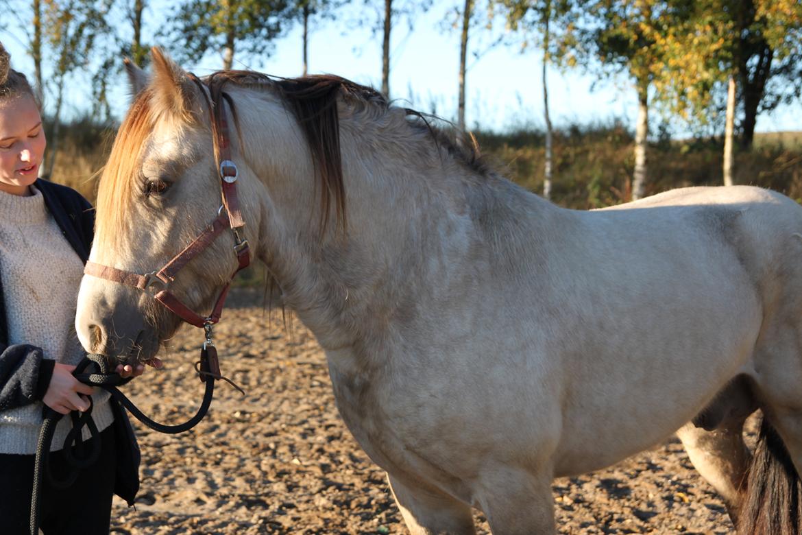 Irish Cob Nydals Sir Winston billede 8