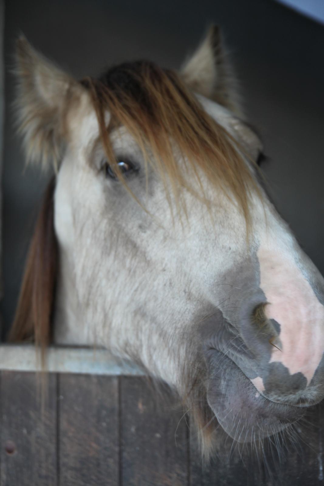 Irish Cob Nydals Sir Winston billede 9