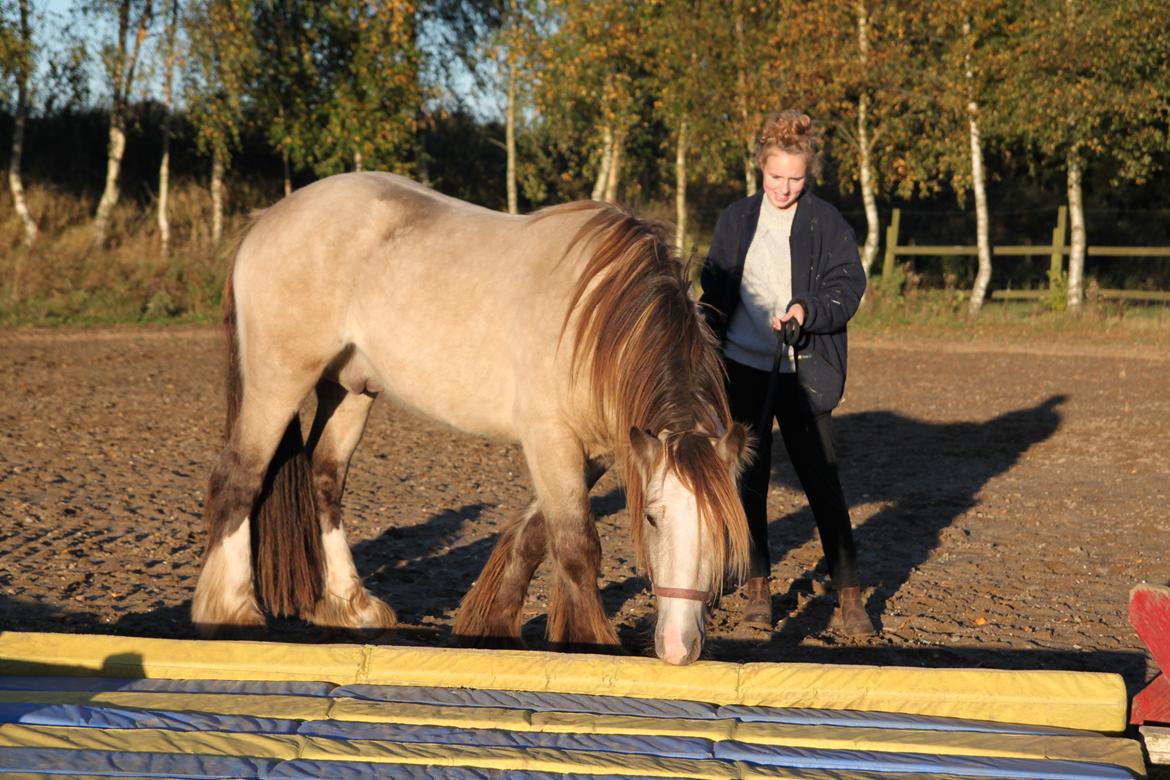 Irish Cob Nydals Sir Winston billede 10