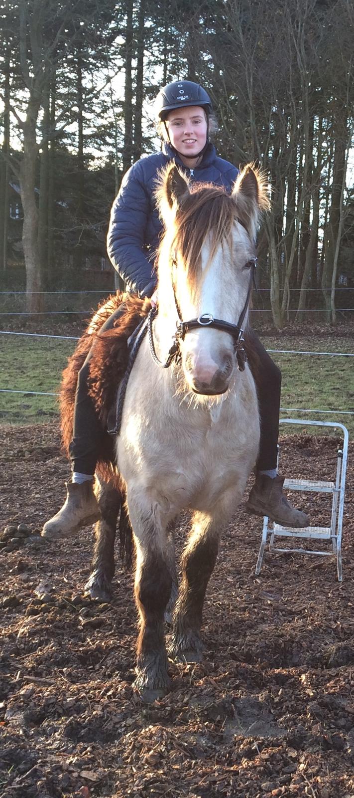 Irish Cob Nydals Sir Winston billede 11