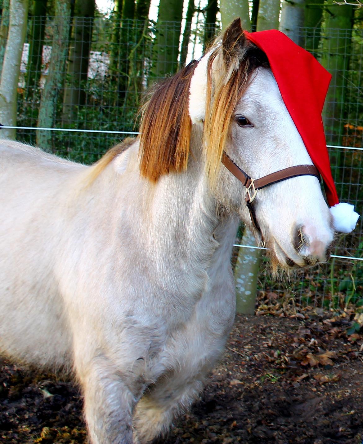 Irish Cob Nydals Sir Winston billede 12
