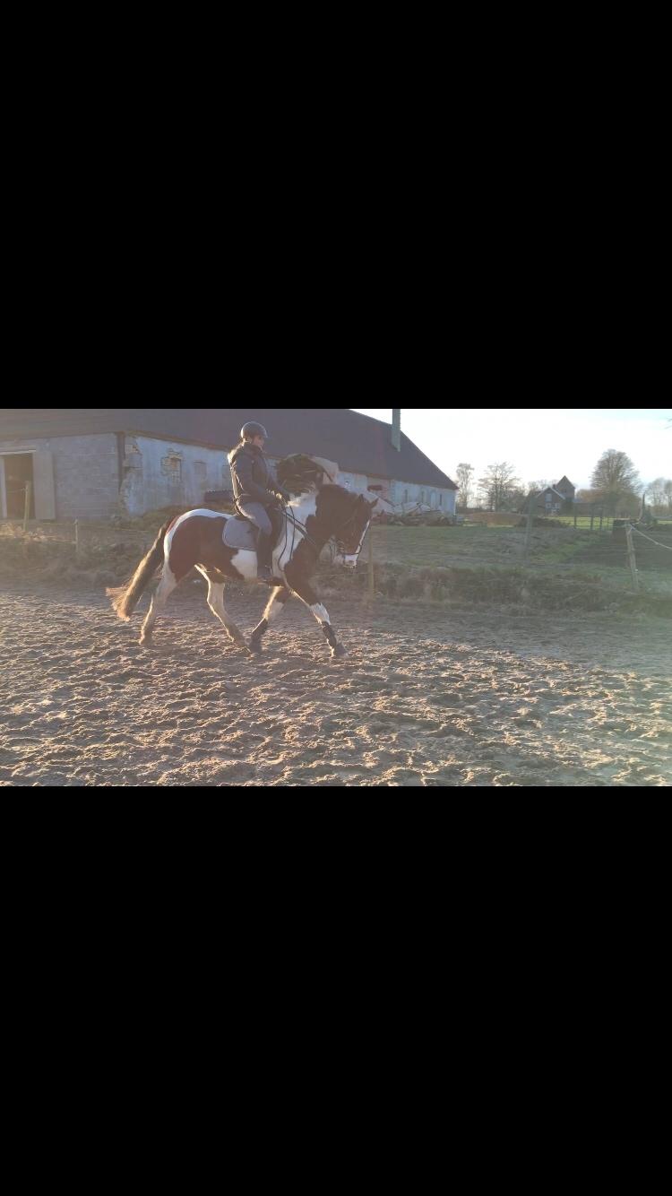 Anden særlig race Huxi  tidl. Lånepony billede 14