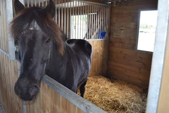Islænder Hóvie efterskole hest (tidligere part) - Søger selskab efter skaden kom billede 1