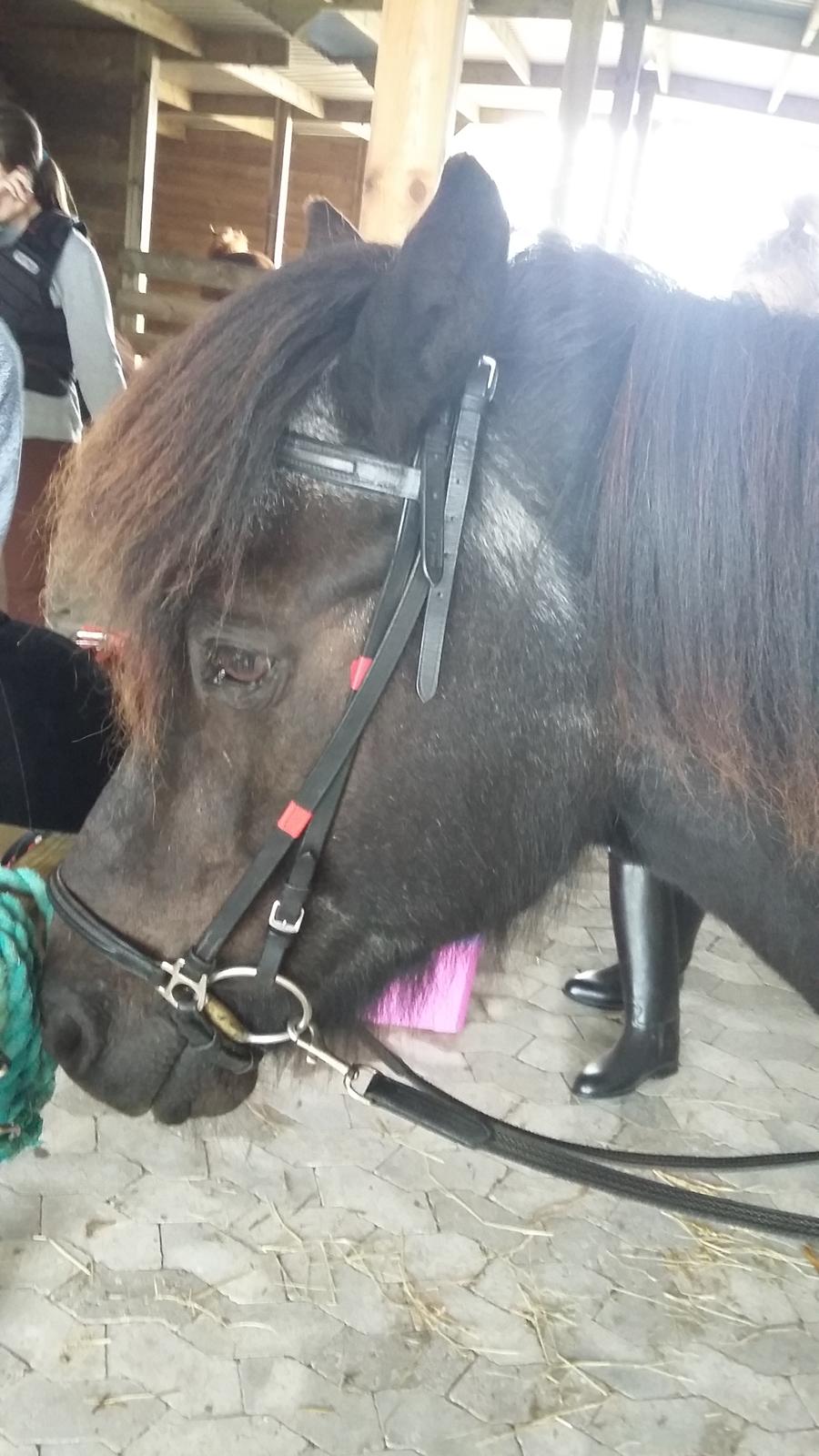 Islænder Hóvie efterskole hest (tidligere part) - Så det ud og have time billede 2