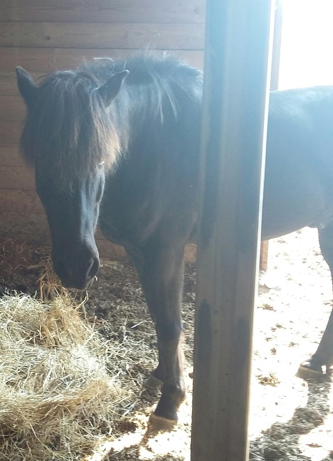 Islænder Hóvie efterskole hest (tidligere part) - Så fik lidt hø at gumle på billede 3