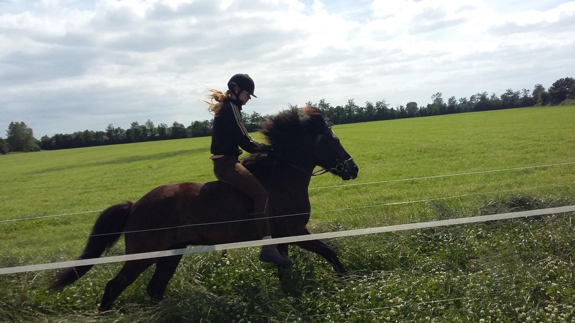 Islænder Hóvie efterskole hest (tidligere part) - dejlig Gallop det var på tide billede 4