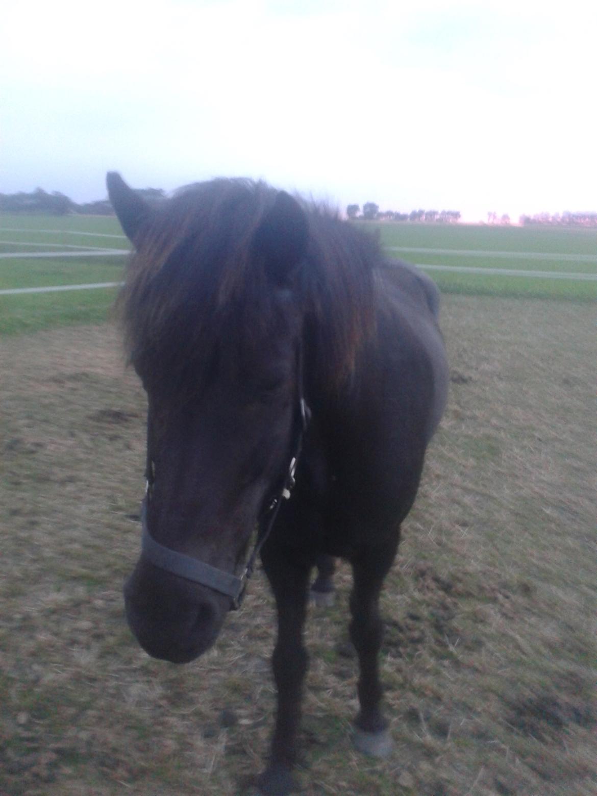Islænder Hóvie efterskole hest (tidligere part) - jeg er ny på stedet billede 6