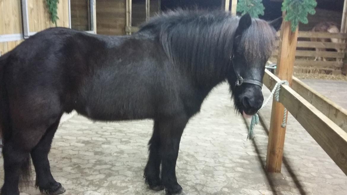 Islænder Hóvie efterskole hest (tidligere part) - Så det jul og hun har lige gjort mig så fin billede 7