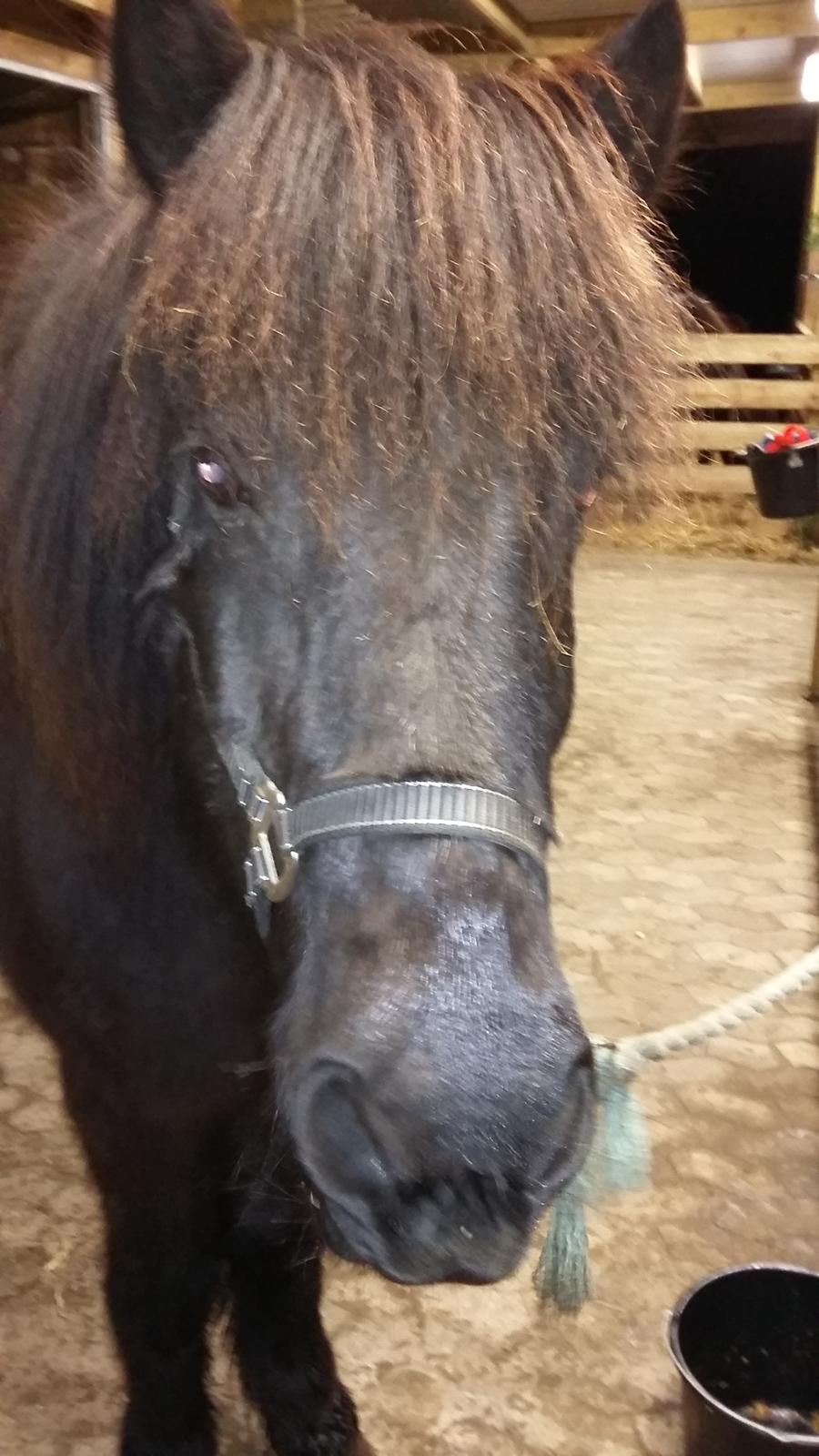 Islænder Hóvie efterskole hest (tidligere part) - Hvorfor har du din mobil framme billede 8