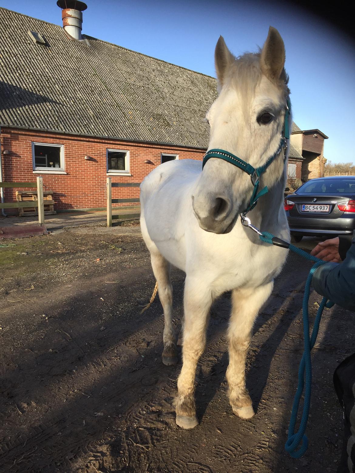 Connemara Nygaards kasper billede 1