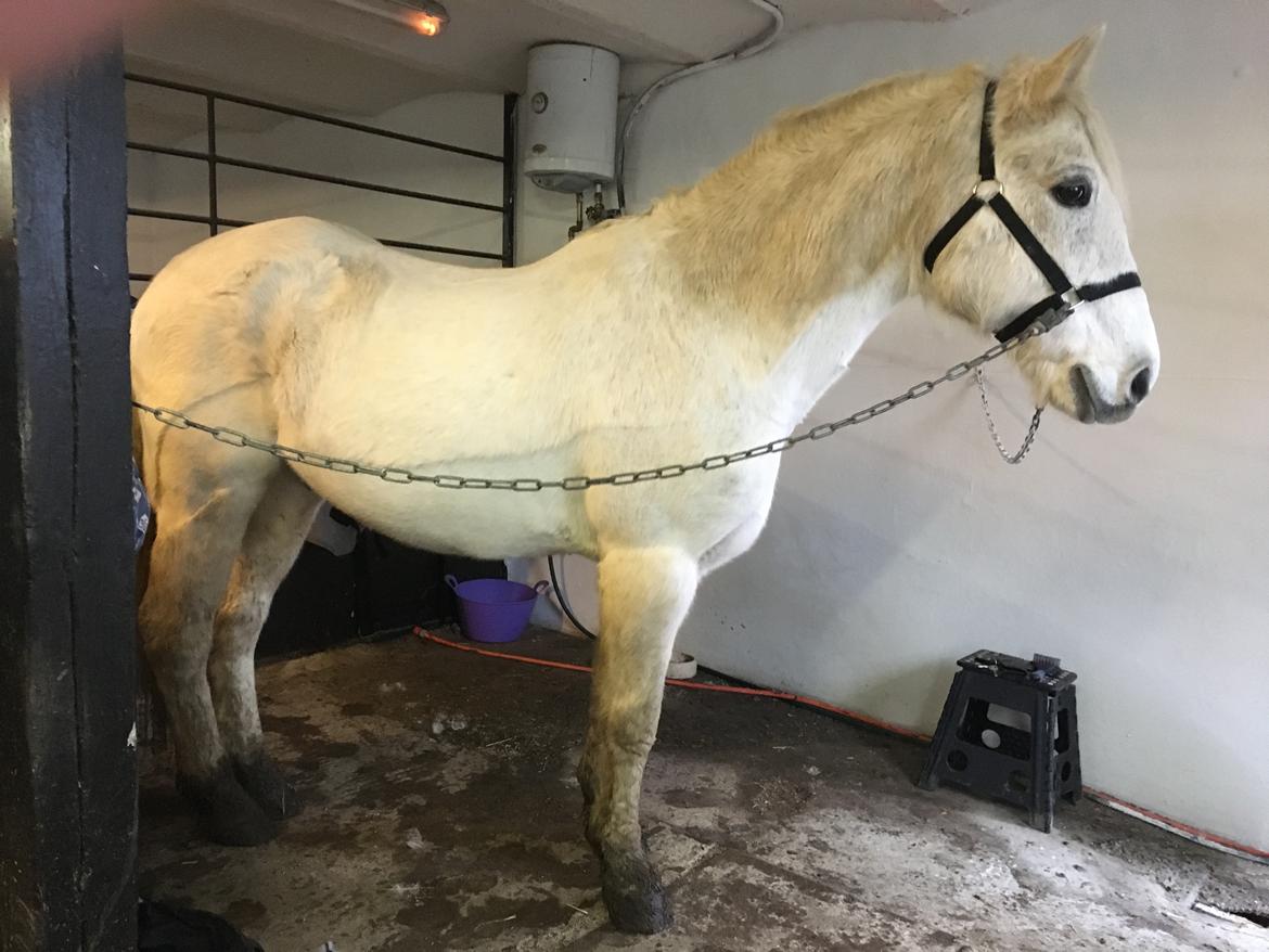 Connemara Nygaards kasper billede 2