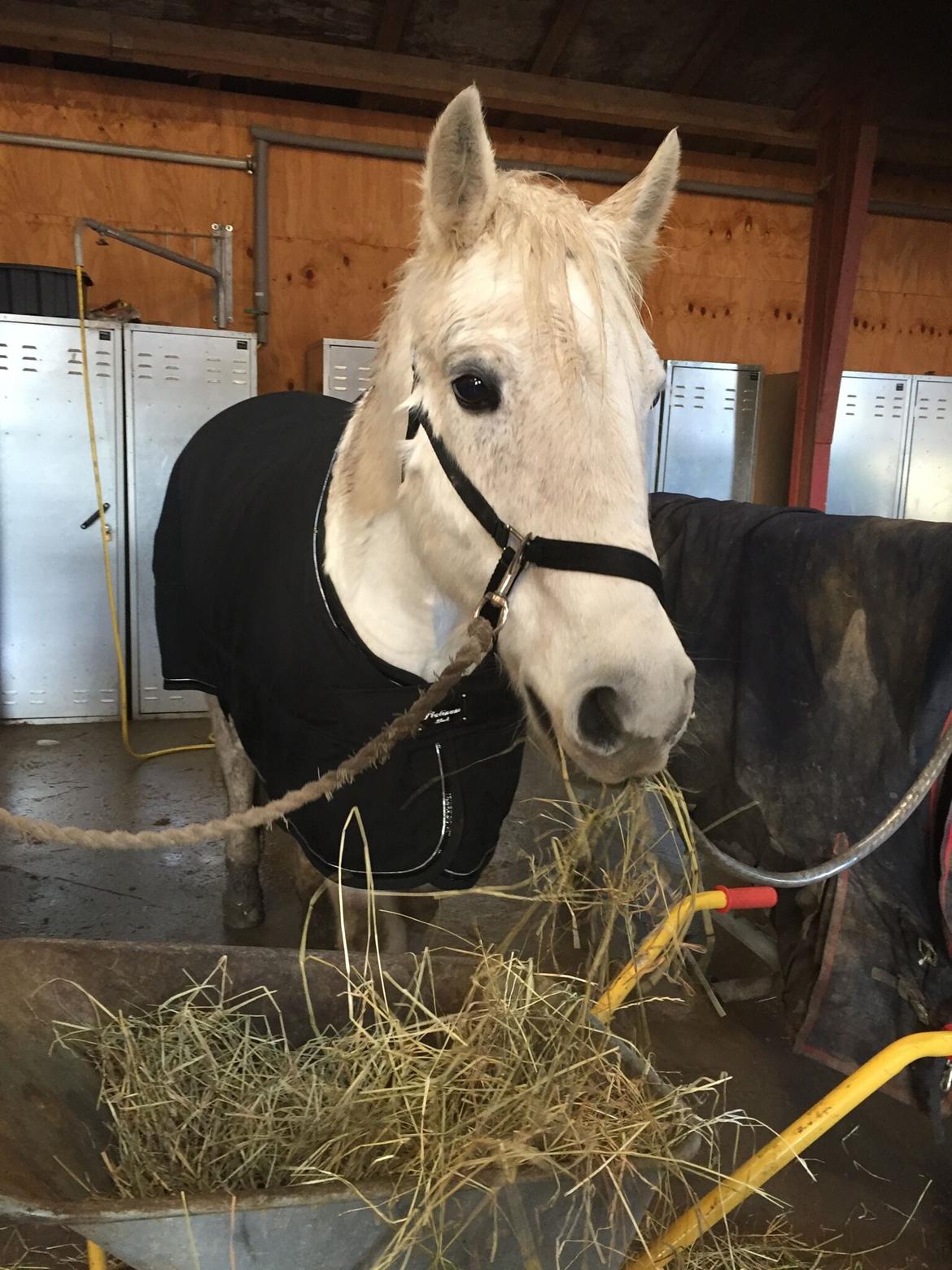 Connemara Nygaards kasper billede 4