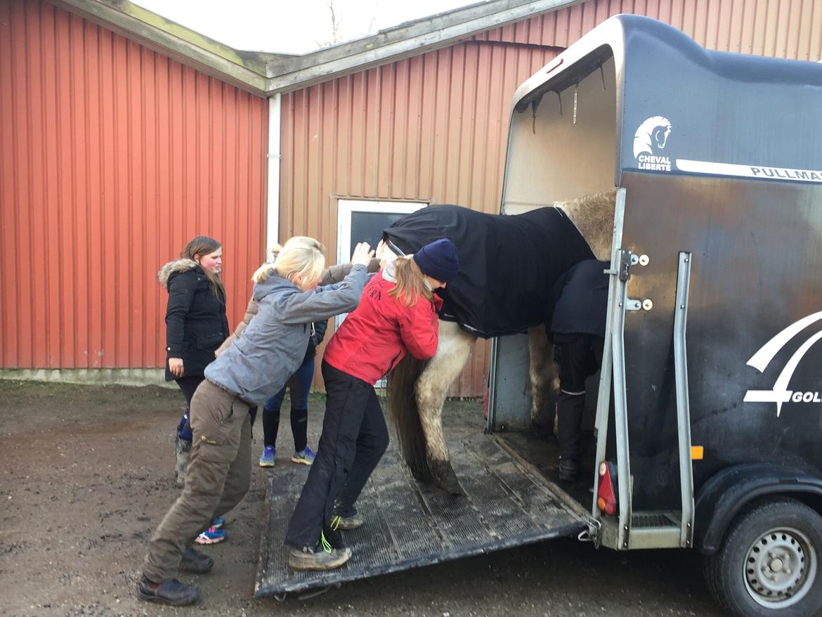 Connemara Nygaards kasper billede 3