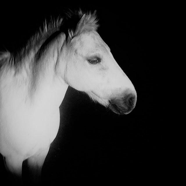 Anden særlig race Frodo billede 1