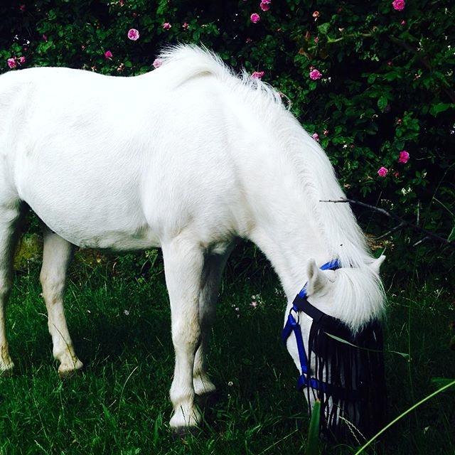 Anden særlig race Frodo billede 4