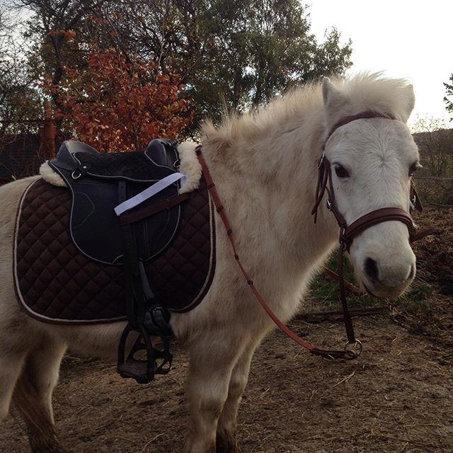 Anden særlig race Frodo billede 7