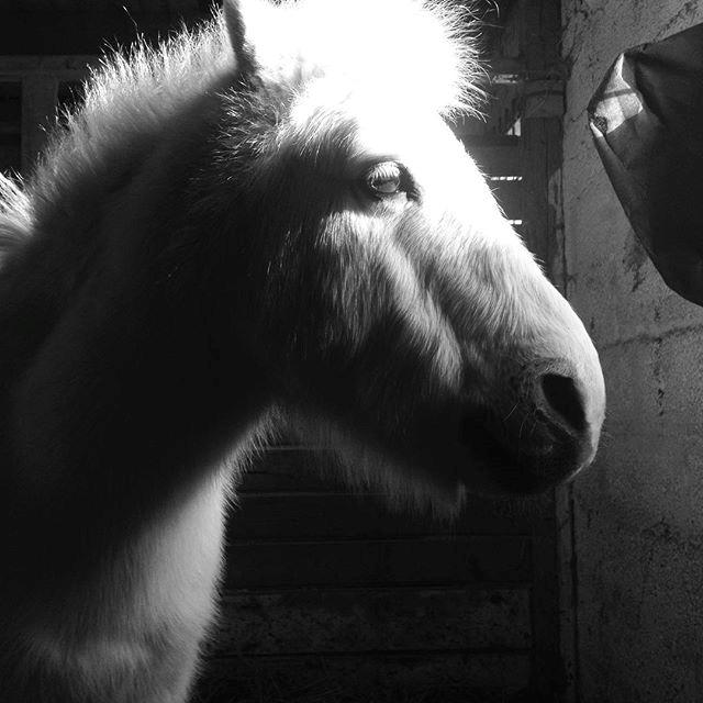 Anden særlig race Frodo billede 9