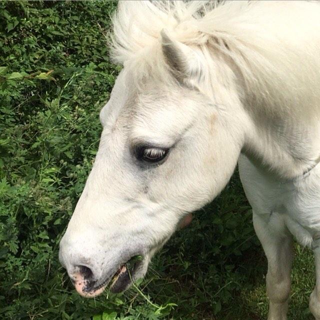 Anden særlig race Frodo billede 10