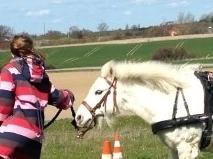 Anden særlig race Frodo billede 16