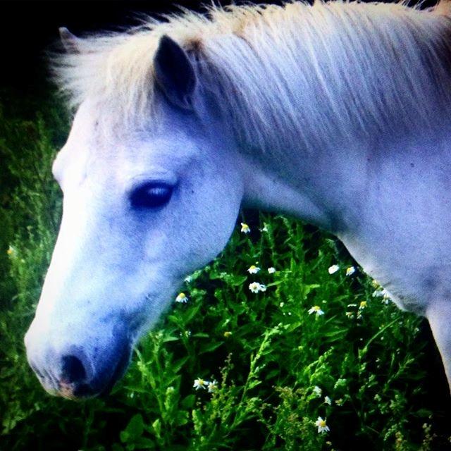 Anden særlig race Frodo billede 18