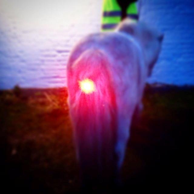 Anden særlig race Frodo billede 20