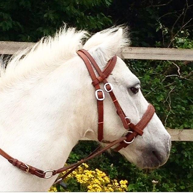 Anden særlig race Frodo billede 2