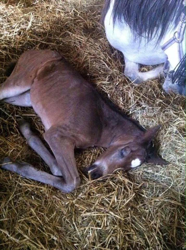 Welsh Partbred (Sec F) Midnight's Manilla billede 9