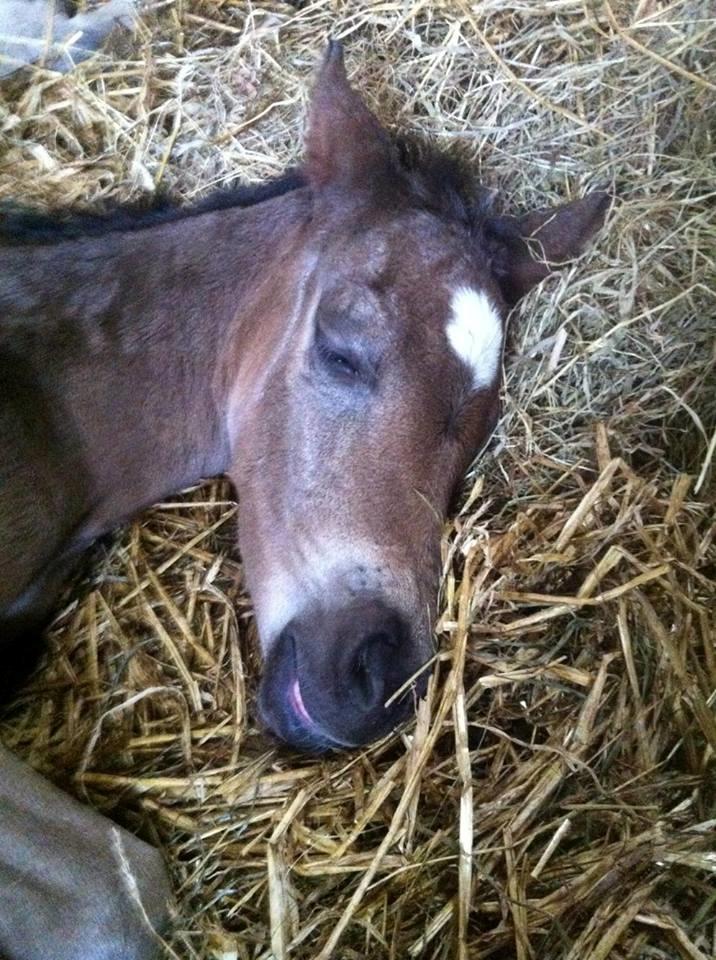 Welsh Partbred (Sec F) Midnight's Manilla billede 10