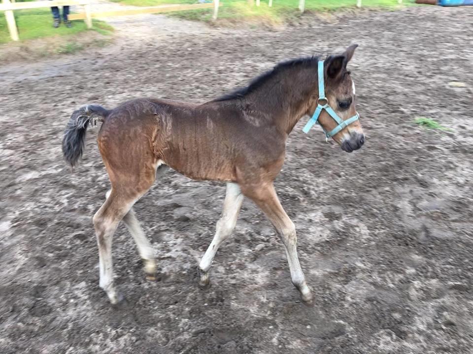 Welsh Partbred (Sec F) Midnight's Manilla billede 11