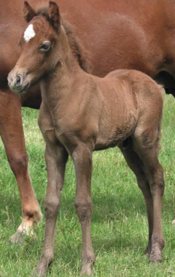 Islænder Bruni fra Hedebo - Baby Bruni! <3  billede 4
