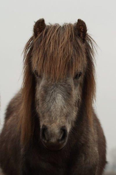 Islænder Bruni fra Hedebo - En lidt ældre baby Bruni! <3 billede 5