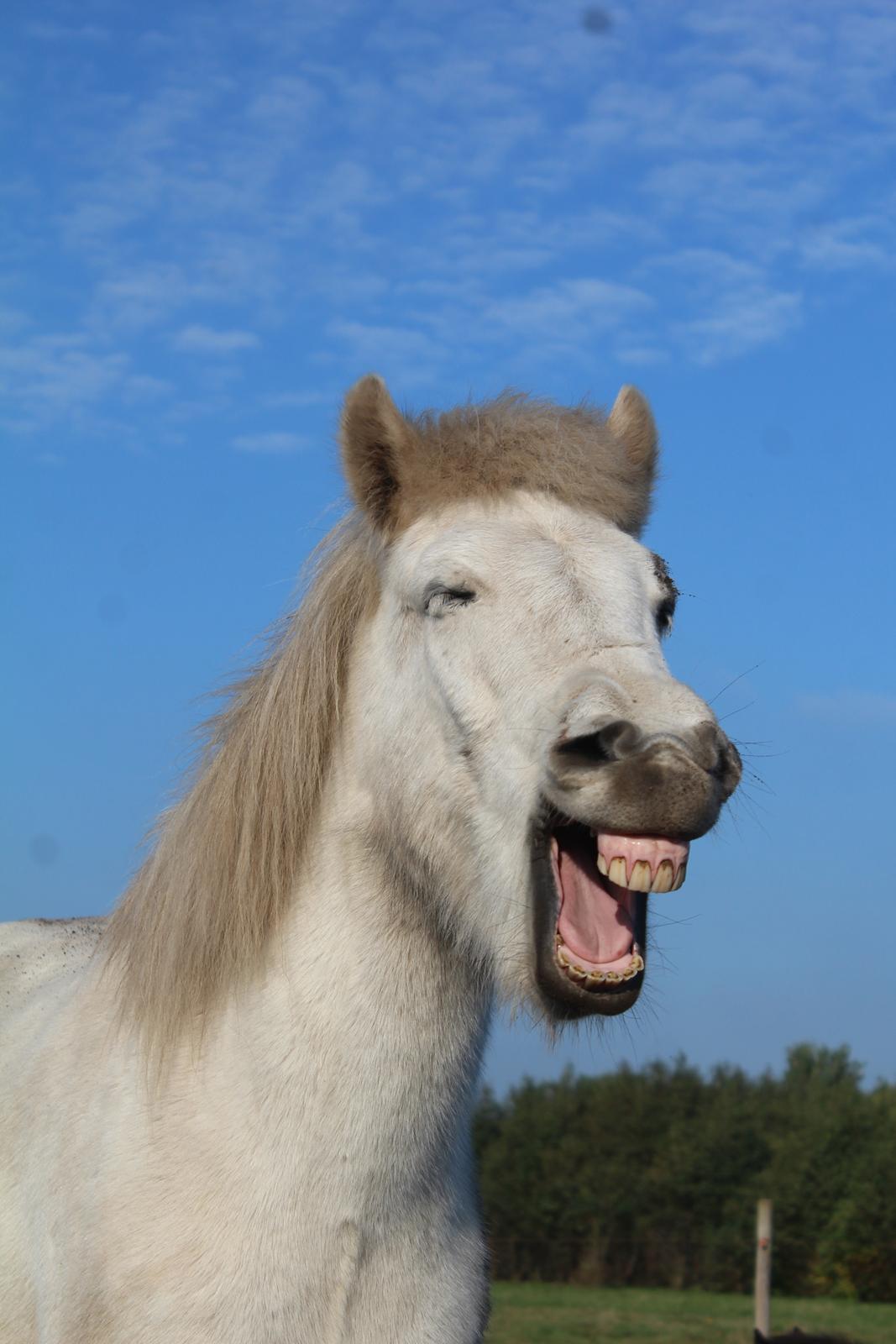 Islænder Bruni fra Hedebo - Gaaaab! :-P billede 12