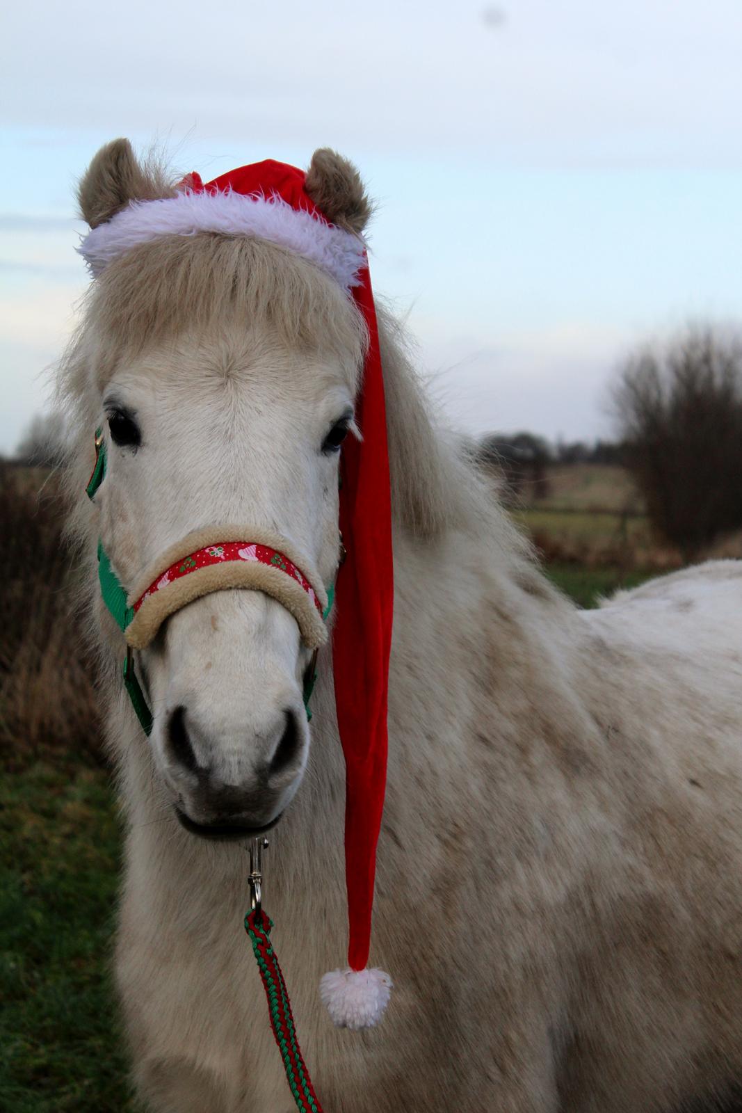 Islænder Bruni fra Hedebo - En glad lille jule-isbjørn. :-D <3 billede 6