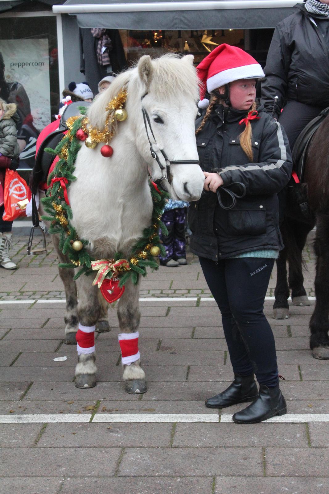 Islænder Bruni fra Hedebo - Da vi var til Juleridt i Korsør d. 26 november 2016. :-) billede 13