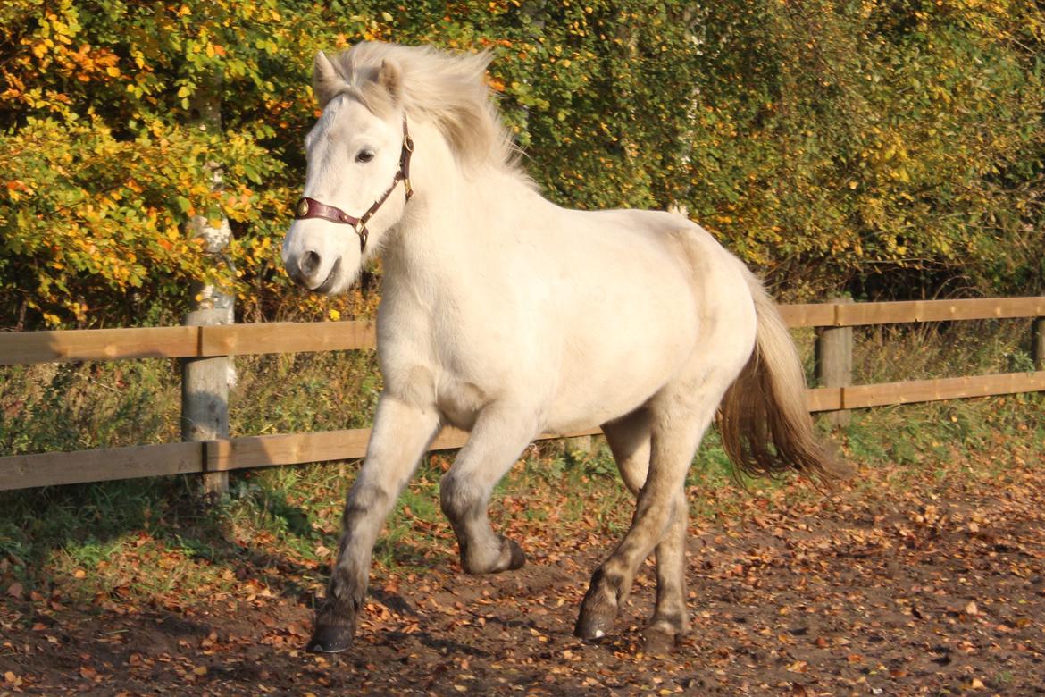 Islænder Bruni fra Hedebo - Smukke Brynse. <3 billede 1