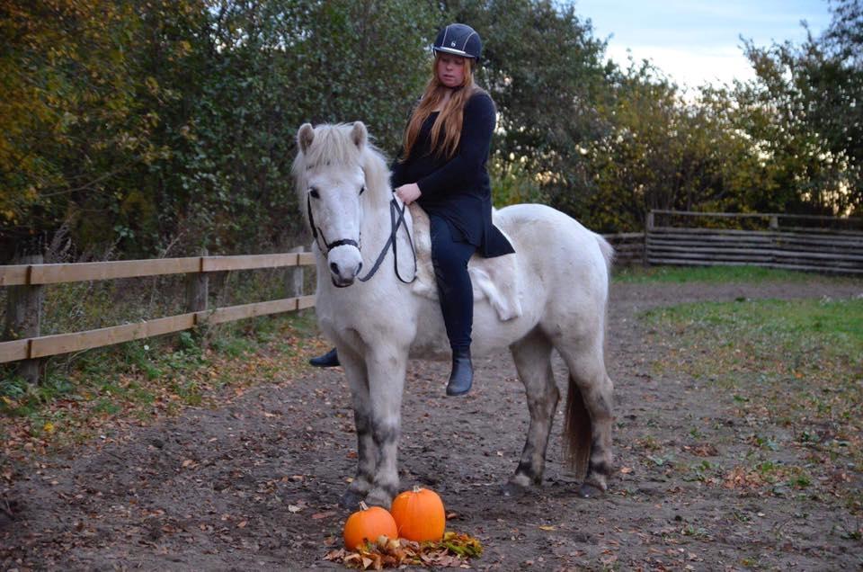 Islænder Bruni fra Hedebo - Halloween photoshoot. :-D billede 14
