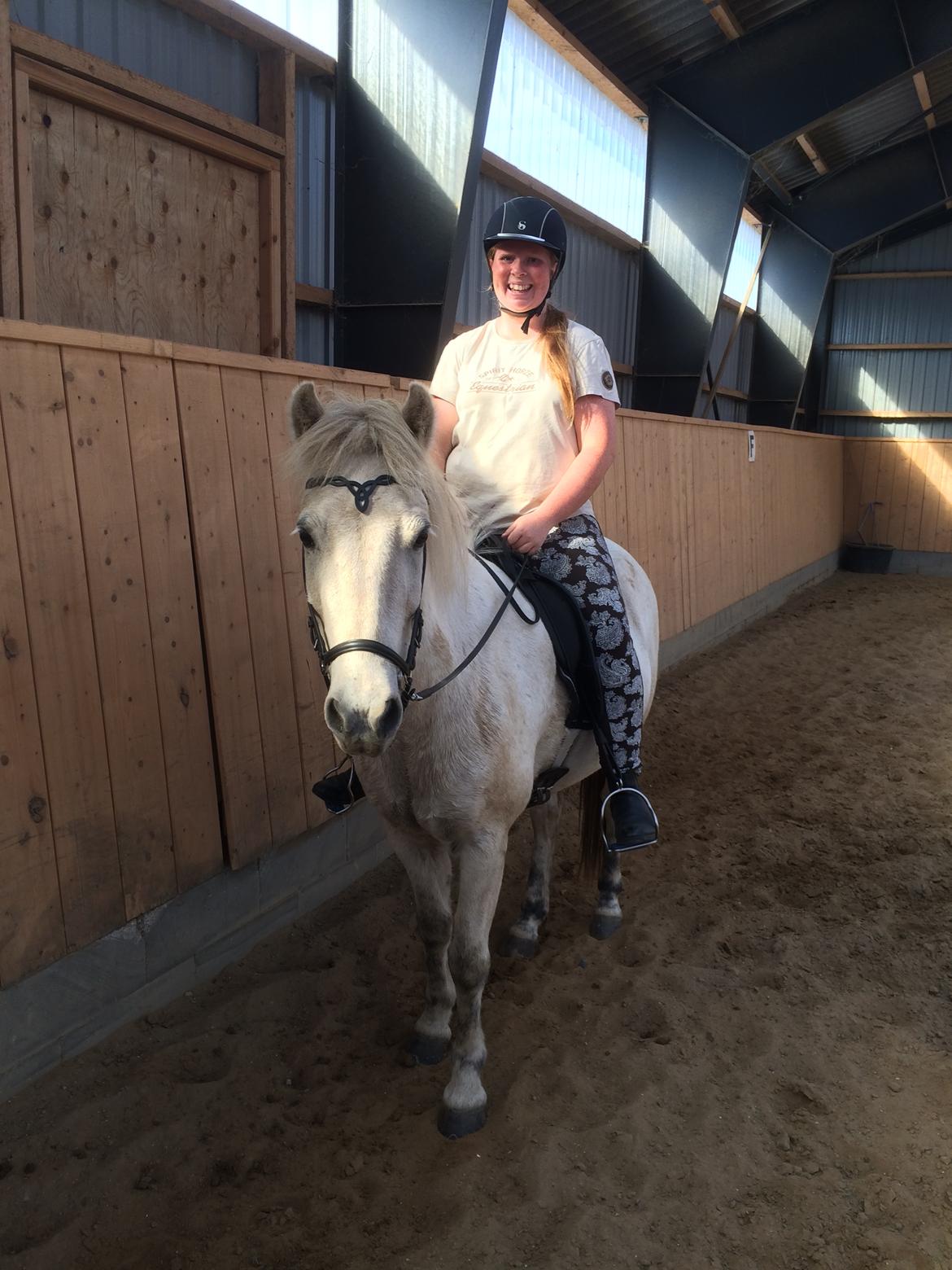 Islænder Bruni fra Hedebo - Da jeg var ovre og prøve ham. <3  billede 3