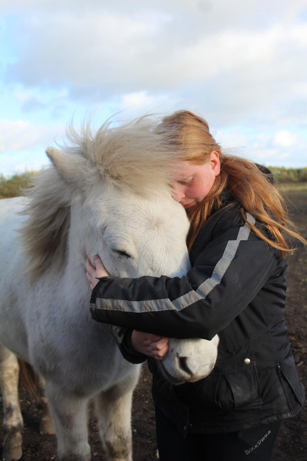 Islænder Bruni fra Hedebo - Dejlige isbjørn. <3 billede 2