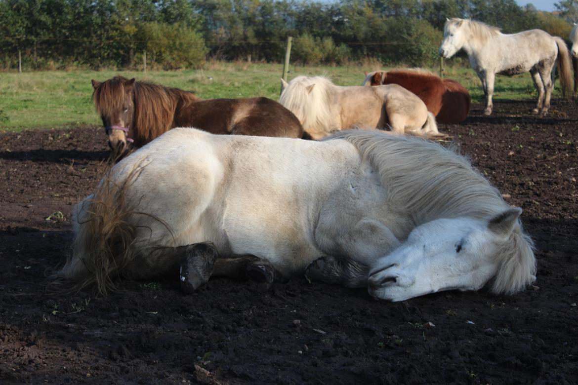 Islænder Bruni fra Hedebo - Trætte Brynse. <3 billede 8