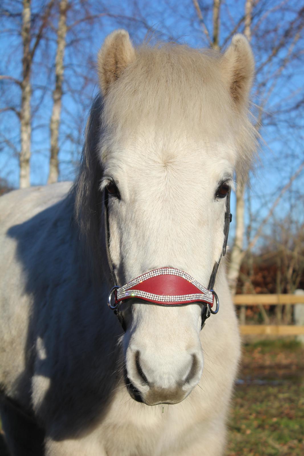 Islænder Bruni fra Hedebo - Bruni med sin nye sidepull. <3 billede 9