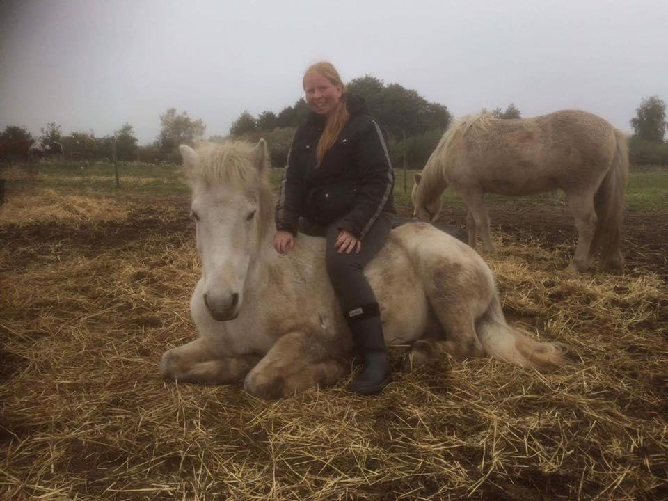 Islænder Bruni fra Hedebo - Han viser mig enormt meget tillid. <3 billede 16