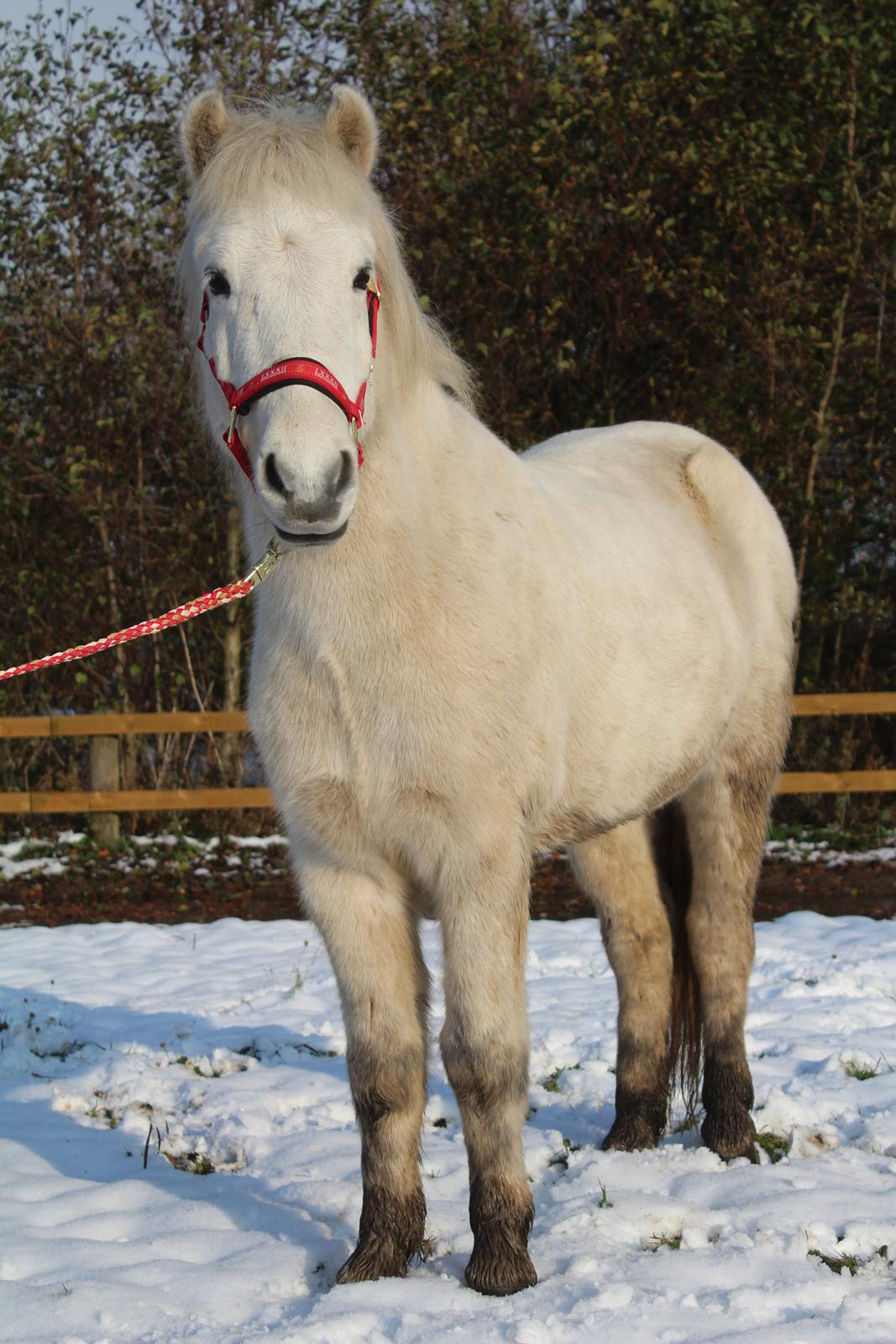 Islænder Bruni fra Hedebo - En rigtig isbjørn. :-P billede 11