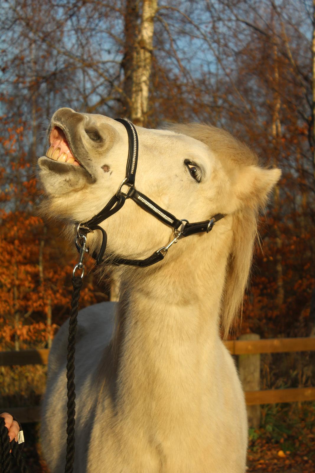 Islænder Bruni fra Hedebo - Bruni har lært at smile - vi er stadig ved at finpudse det. :-) billede 17