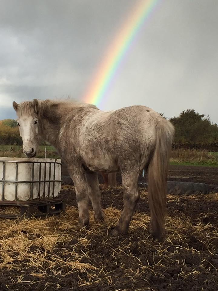 Islænder Bruni fra Hedebo - Min store guldskat for enden af regnbuen. <3 billede 19