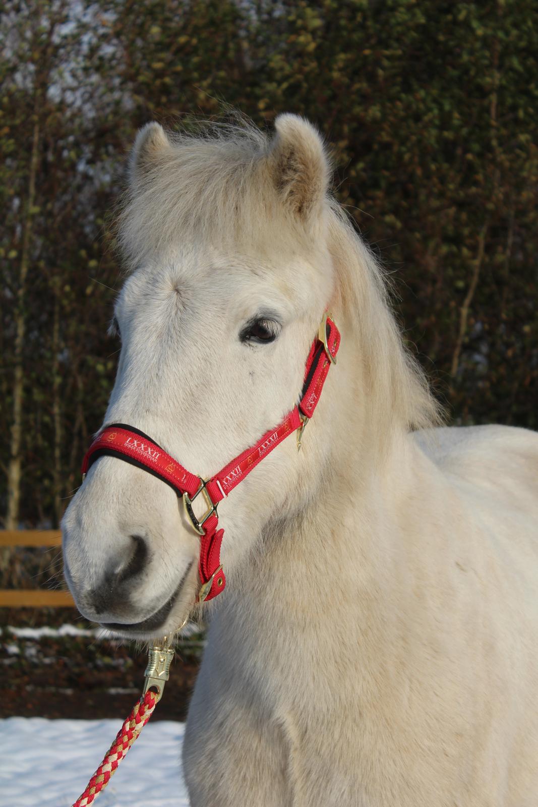 Islænder Bruni fra Hedebo - Vinter isbjørn. <3 billede 20