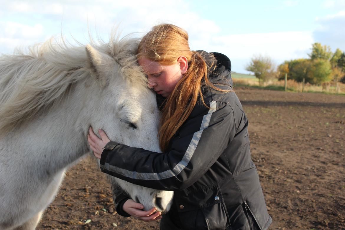 Islænder Bruni fra Hedebo billede 18